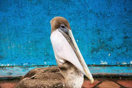 Brown pelican with a fish in its pouch. Selective focus on the pouch, background is out of focus and some parts of the bird are softの写真素材