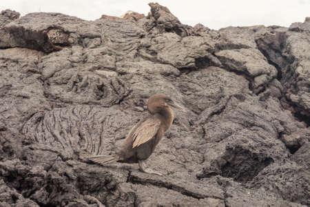 Flightless cormorant with rocks of ropy pahoehoe. Selective focus on the bird. The background softens as distance increases.の写真素材