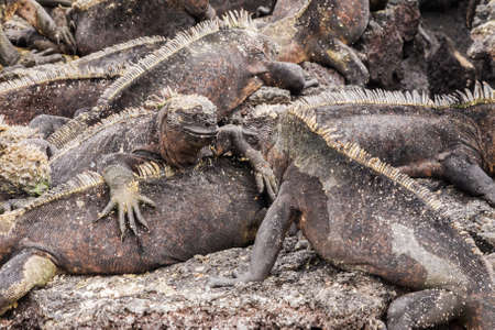 Two marine iguanas looking at each other. Selective focus on the head of the two animals, foreground and background are out of focus.の写真素材