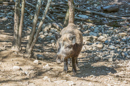 Wild boar coming towards the camera. Selective focus on the animal.の写真素材