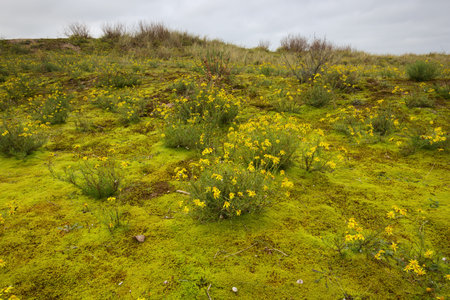 Blooming narrow-leaved ragwort in the dunes at the Belgian coast