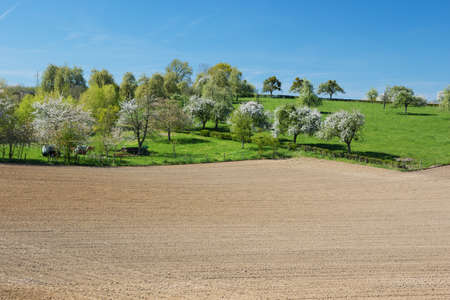 Typical Hesbaiean landscape with rolling hills, fruit trees and fieldsの写真素材