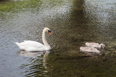 Mute swan preceded by two cygnets swimming in a dark pondの写真素材