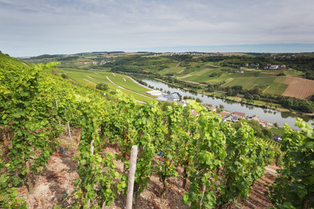 The Moselle Valley in Luxembourg near Wormeldange