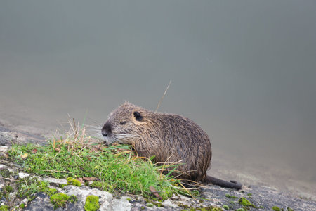 Coypu eating grass on the bank of a canalの写真素材