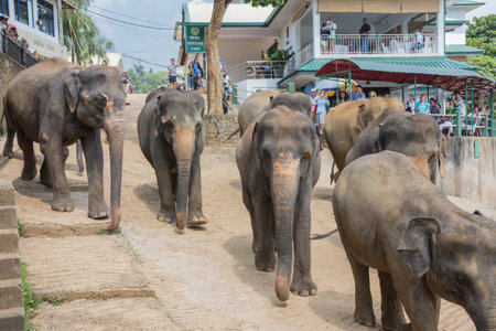 Editorial: PINNAWALA, SRI LANKA, April 7, 2017 - Elephant herd marching through the streets of Pinnawala, surrounded by touristsのeditorial素材