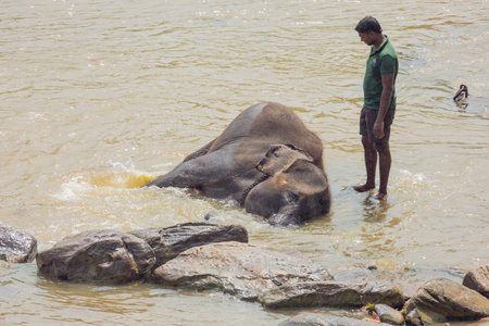 Editorial: PINNAWALA, SRI LANKA, April 7, 2017 - Animal keeper watching elephant enjoying its bath, in the riverのeditorial素材