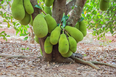 Cluster of jackfruit hanging on a tree, waiting to be harvested. Selective focus on the fruit.の写真素材