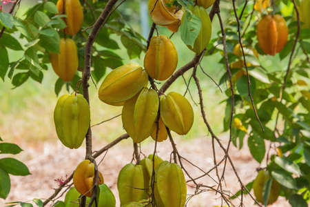 Cluster of starfruit hanging on a tree. Selective focus on central the fruits as the background does not contribute to the subject.の写真素材