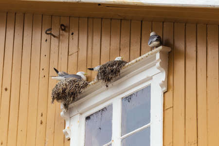 Nesting seagulls above a window frameof a house in Nusfjordの写真素材