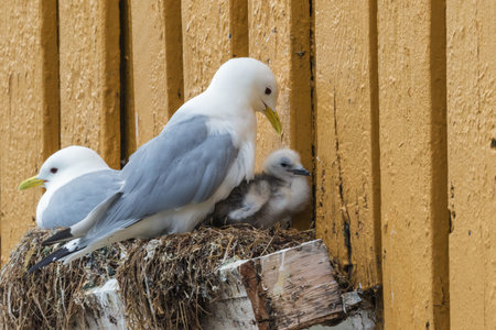 Couple of seagulls with a chick nesting above a window frame in Nusfjordの写真素材