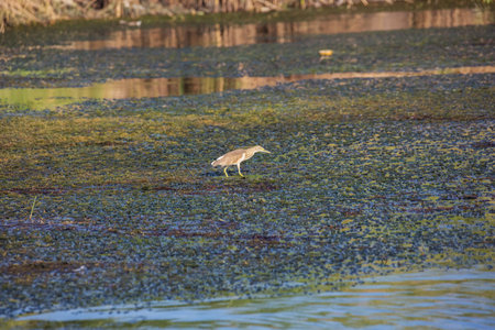 Squacco heron wading through the water of the Nile close to Aswan