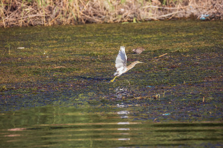 Squacco heron taking off from a swap in the Nile close to Aswan