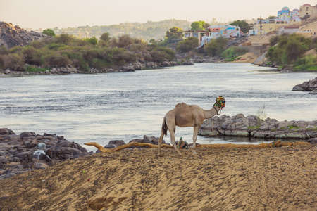 A dromedary overlooking the Nile close to Aswanの写真素材