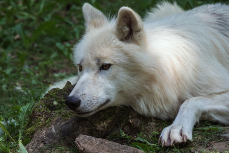 Arctic wolf looking attentively from a low position