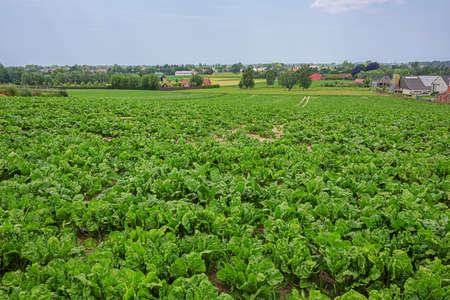 Field of young sugar beets on a field in Flandersの写真素材