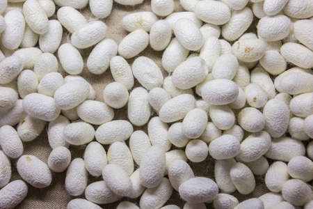 Silk cocoons waiting to be spinned in Suzhouの写真素材