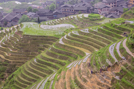 Editorial: PING'ANCUN, LONGSHENG, GUANGXI, CHINA, April 20, 2019 - Workmen repairing a rice terrace at Ping'ancun village in the Longsheng area near Guilinのeditorial素材