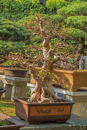 Editorial: SUZHOU, JIANGSU, CHINA, April 15, 2019 - Almost naked bonsai tree in the Liu Garden in Suzhouのeditorial素材