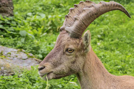 Close up of a grazing alpine ibex on a mountain slopeの写真素材