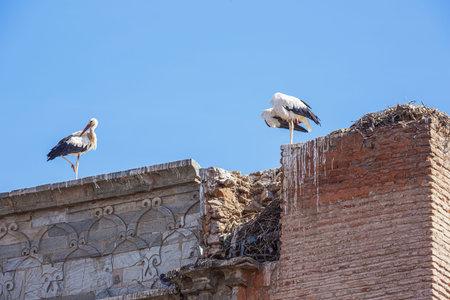Two storks around their nest on top of the city wall of Marrakech