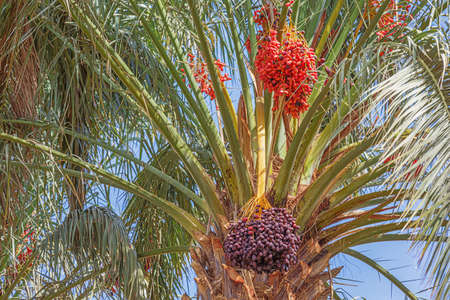 Close up of red and black dates hanging in palm trees of the Oulad Othmane oasis on road 9 between Agdz and Zagoraの写真素材