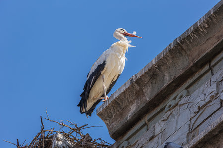 Close up of a lonely stork near its nest on top of the city wall of Marrakech