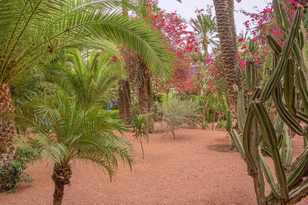 Editorial: MARRAKECH, MOROCCO, October 11, 2019 - Flowering trees in the Majorelle Garden in the center of Marrakechのeditorial素材