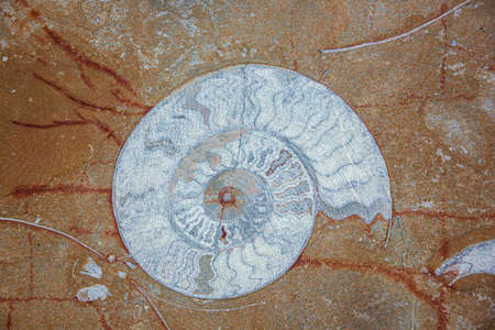 Blue ammonite fossil in a red brown rock as found in the area of Erfoudの写真素材