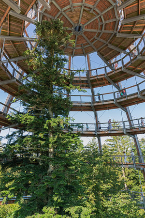 Editorial: NEUSCHONAU, BAVARIA, GERMANY, August 12, 2020 - Looking at the apex of the observation tower on the treetop walk at Neuschonau in the Bavarian Forestのeditorial素材