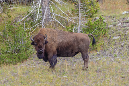 Bison grazing on the shore of the Firehole River near Marathon Pool in the Upper Geyser Basin in...