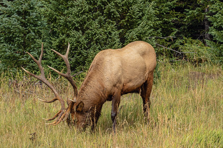 Grazing wapiti bull at the edge of the forest during the late afternoon in the Rocky Mountains National Parkの写真素材