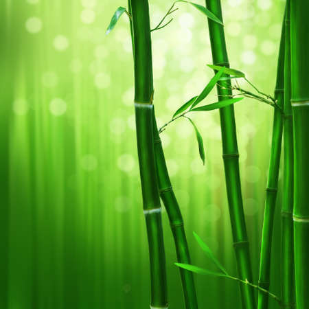 Green bamboo in the gardenの写真素材