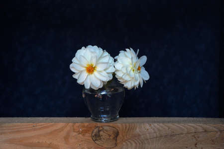 Still life with white flowers in a glass vase. Dark blue background.の写真素材