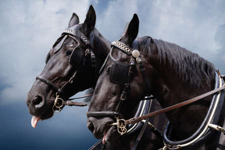 Black horsesの写真素材