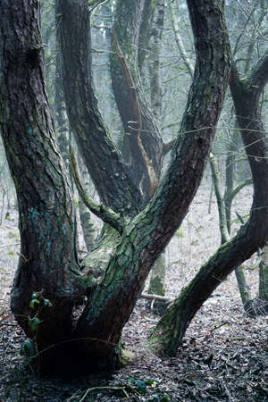 Landscape of deciduous forest on a foggy November morningの写真素材