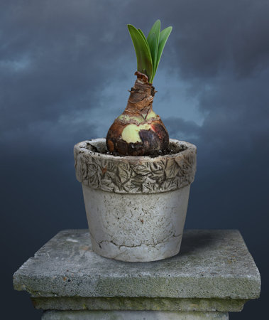 Amaryllis flower