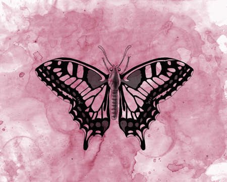 Pink butterfly painted with watercolorsの写真素材