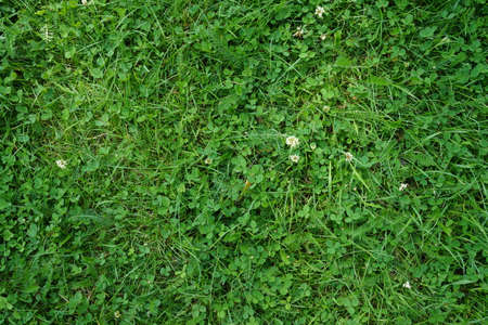 Close-up image of fresh spring green grassの写真素材