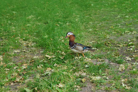 A male mandarin duck walking on grassの写真素材