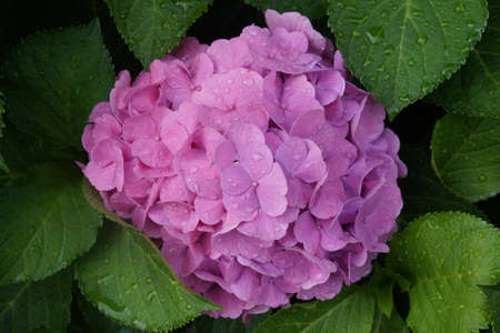 Head of hortensia flower with raindropsの写真素材