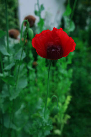 Red poppy (common names: corn poppy corn rose field poppy Flanders poppy red poppy red weed coquelicot)の写真素材