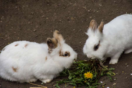 White rabbits eating in the nature zooの写真素材
