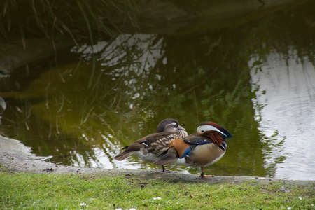 Mandarin Duck (Aix galericulata) drake standing on the Quayside of a small Canal between the vegetationの写真素材