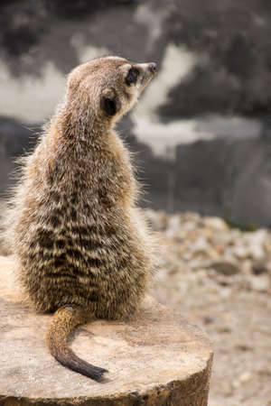 Cute Meerkat (Suricata Suricatta) on stone guards his territory.の写真素材