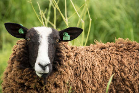 Brown sheep in the meadow on a sunny dayの写真素材