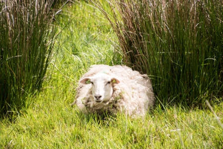 Sheep in the meadow on a sunny dayの写真素材