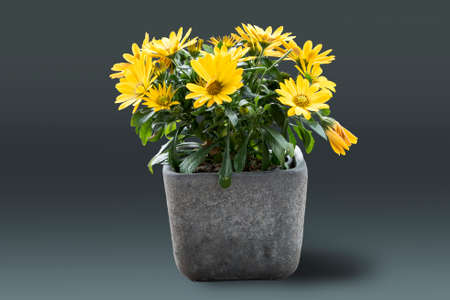 Flower bouquet in blue vase on dark grey backgroundの写真素材