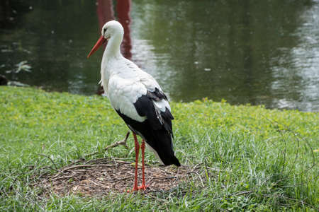 White Stork Portraitの写真素材