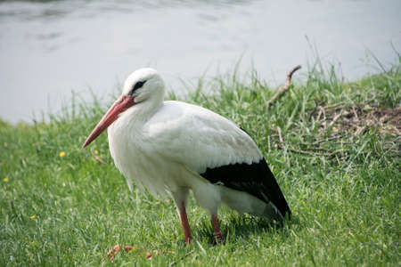 White Stork at the lakeの写真素材